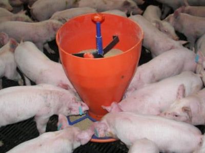 Мишустин Мишустин