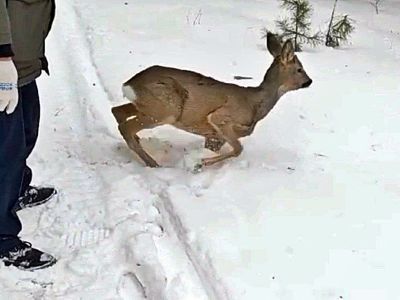 Косуля в городе. Фото: Александр Воронин, Каспаров.Ru